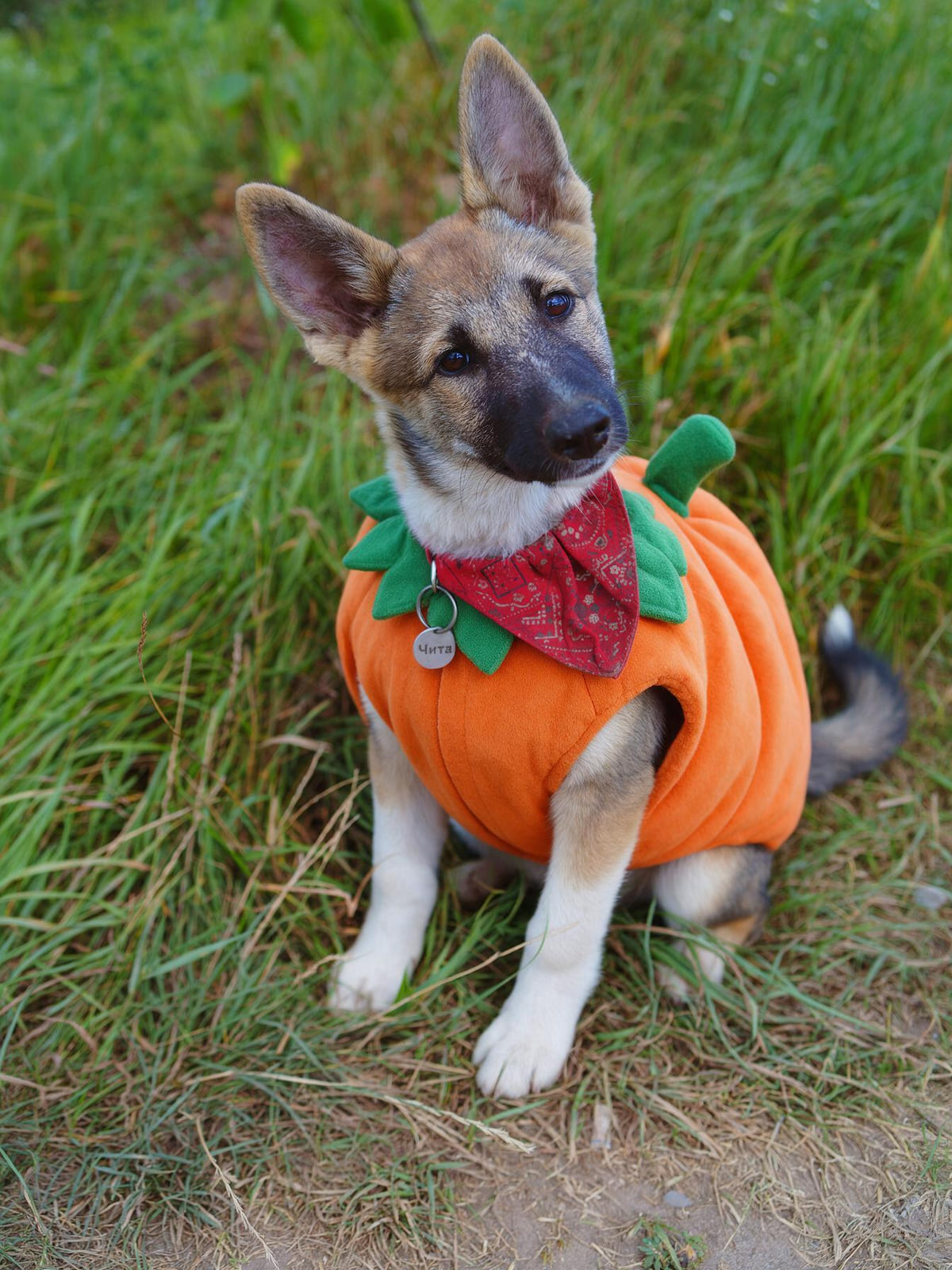 Small dog on a lawn wearing a pumpkin Halloween costume